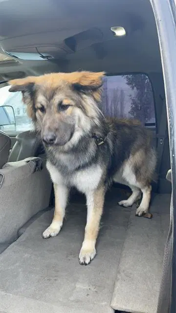 Hades - German Shepherd Dog