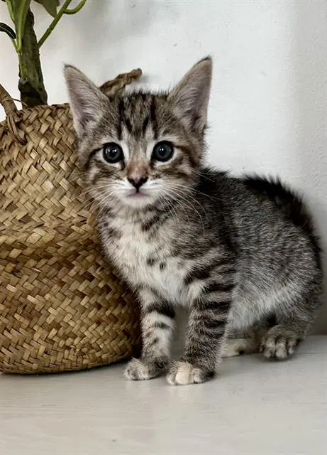 Denim - Domestic Short Hair