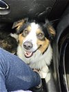 adoptable Dog in kaysville, UT named HANK