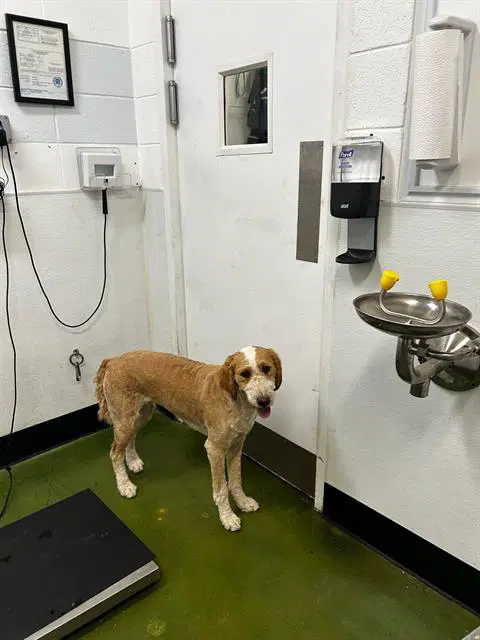 Gypsy - Poodle (Standard)
