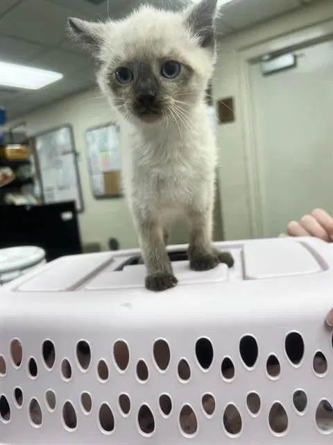 Garfunkel - Domestic Short Hair