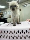 adoptable Cat in kaysville, UT named GARFUNKEL