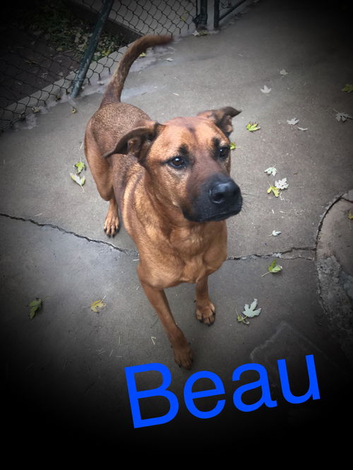 Beau