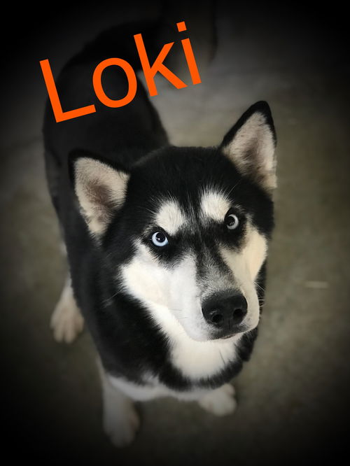 Loki