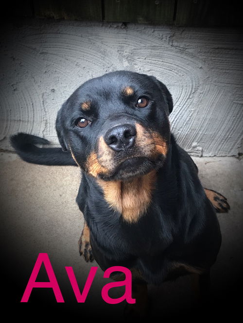 Ava