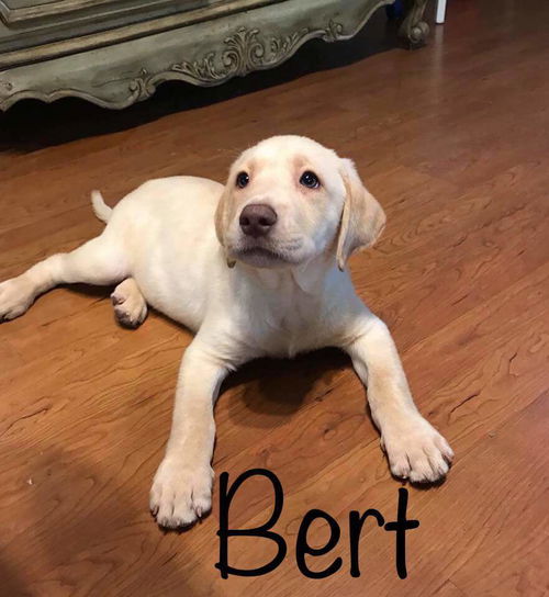 Bert