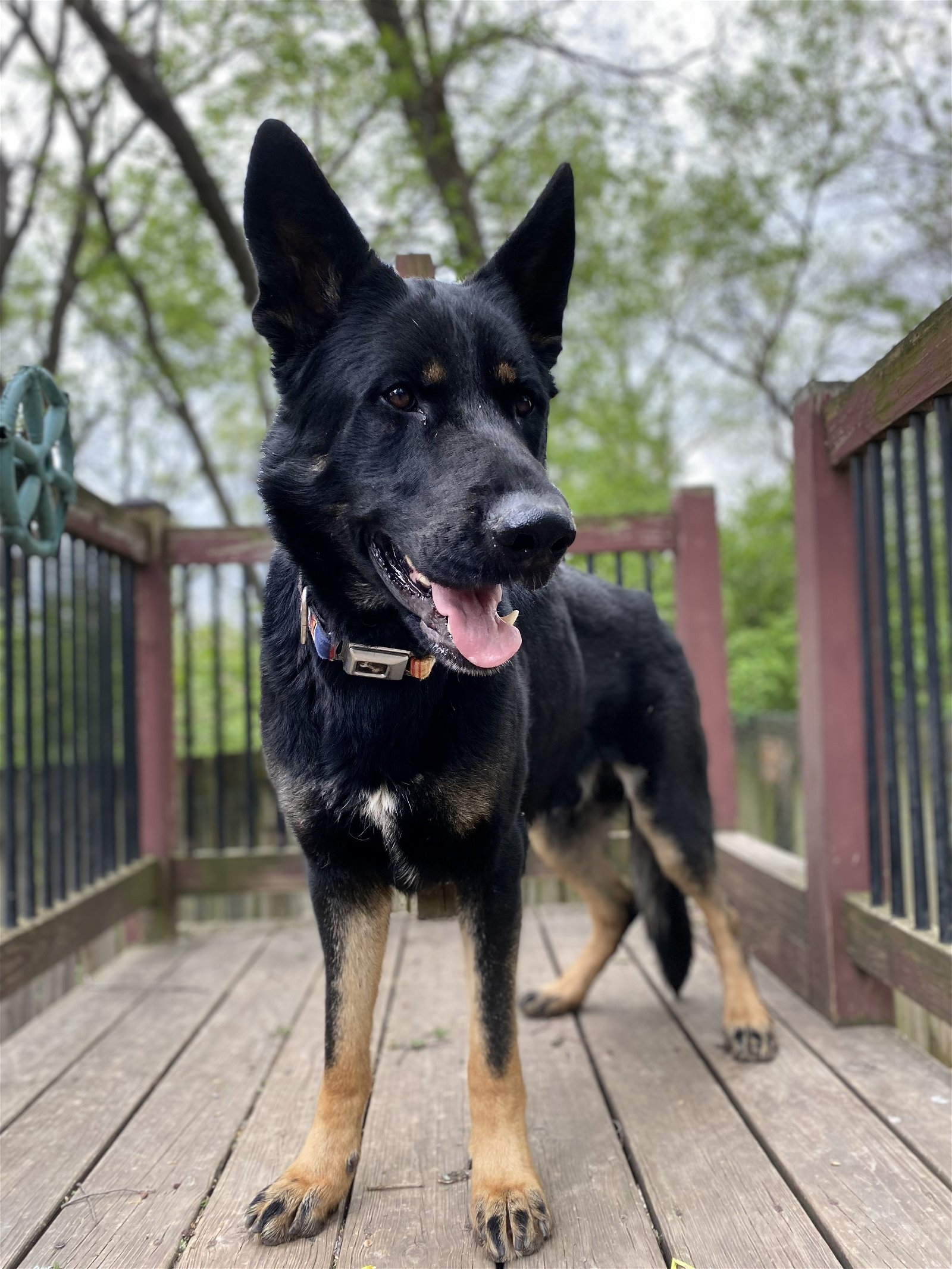 adoptable Dog in Leavenworth, KS named Raider