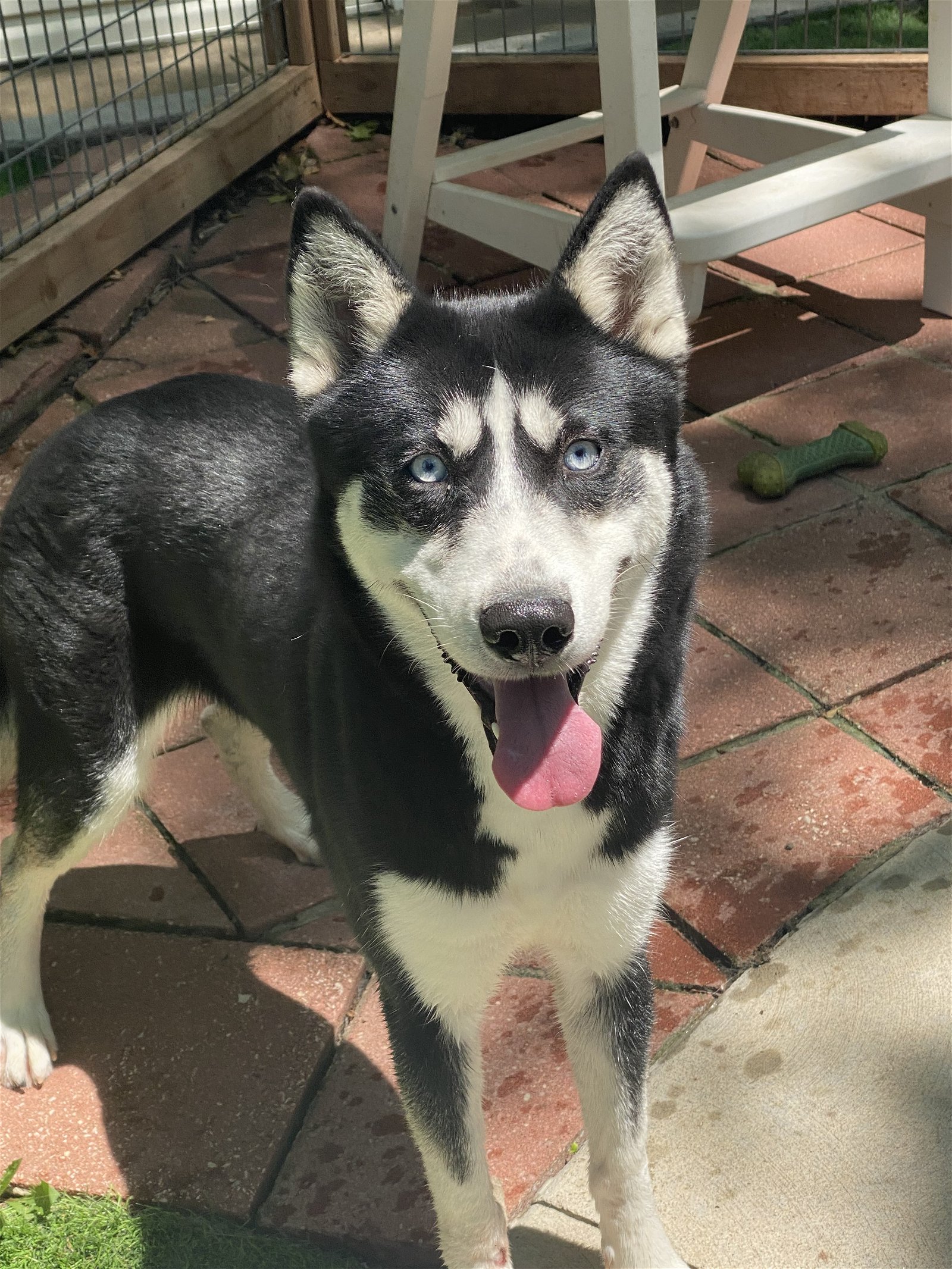 adoptable Dog in Leavenworth, KS named Yogi