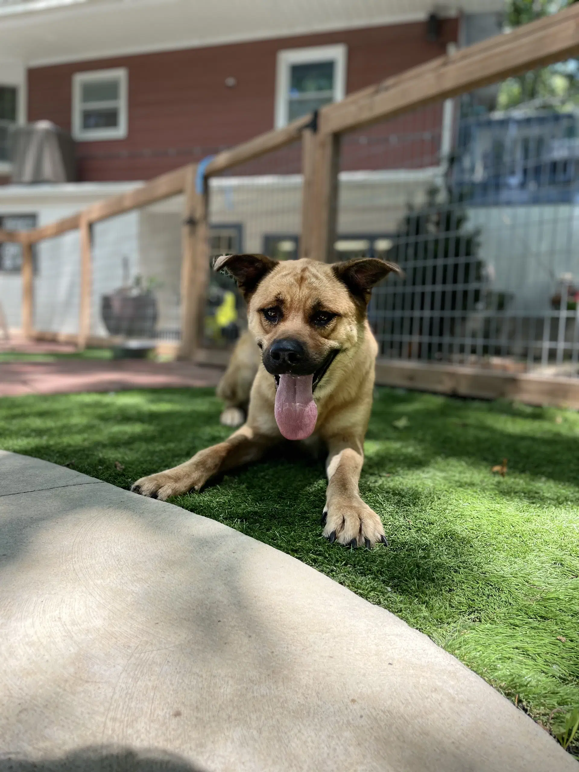 Hazel - Akita