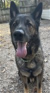 adoptable Dog in leavenworth, KS named Spartacus