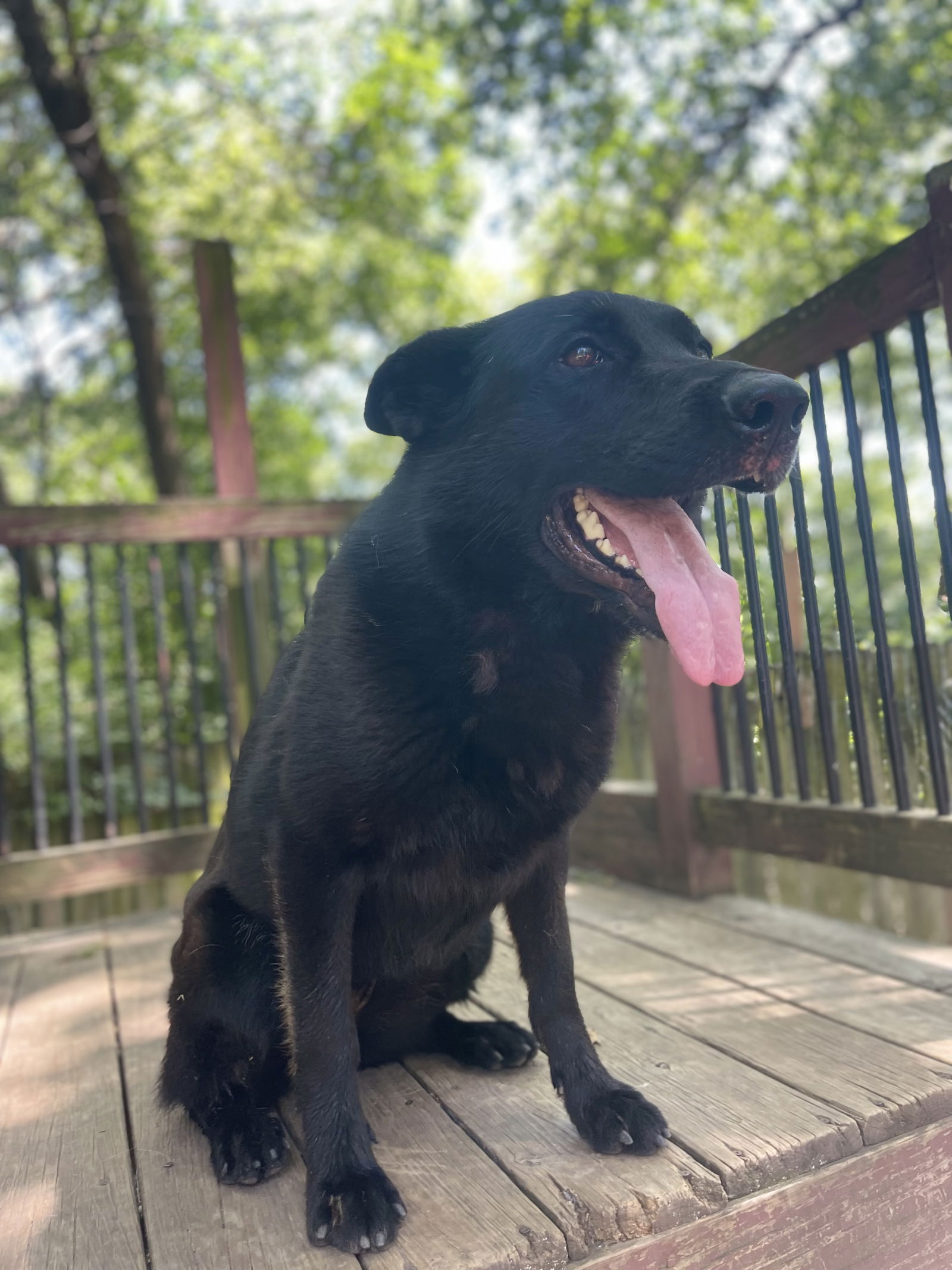adoptable Dog in Leavenworth, KS named Grey