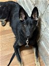 adoptable Dog in leavenworth, KS named Mattis