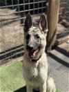 adoptable Dog in leavenworth, KS named Major