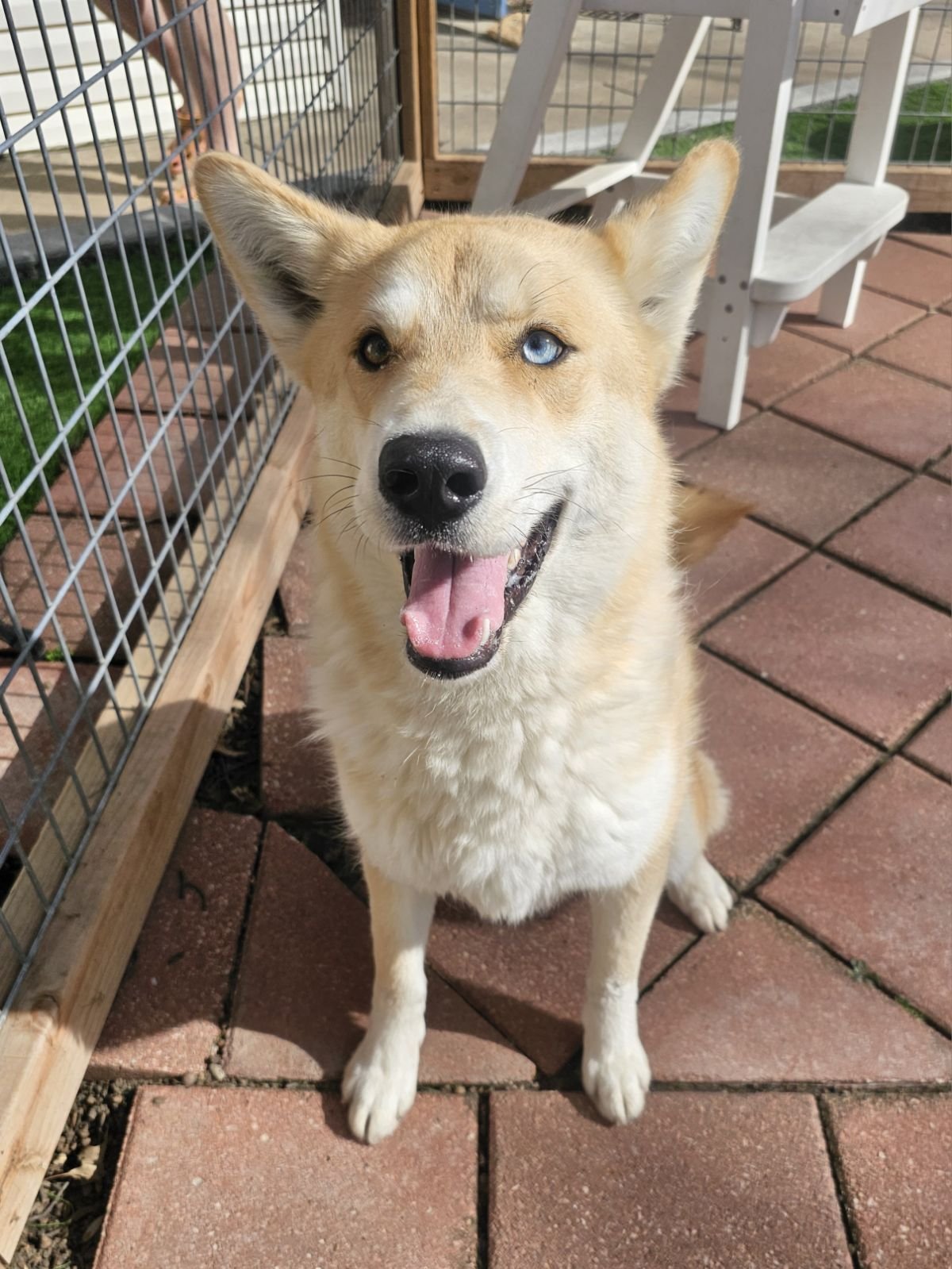 adoptable Dog in Leavenworth, KS named Salsa