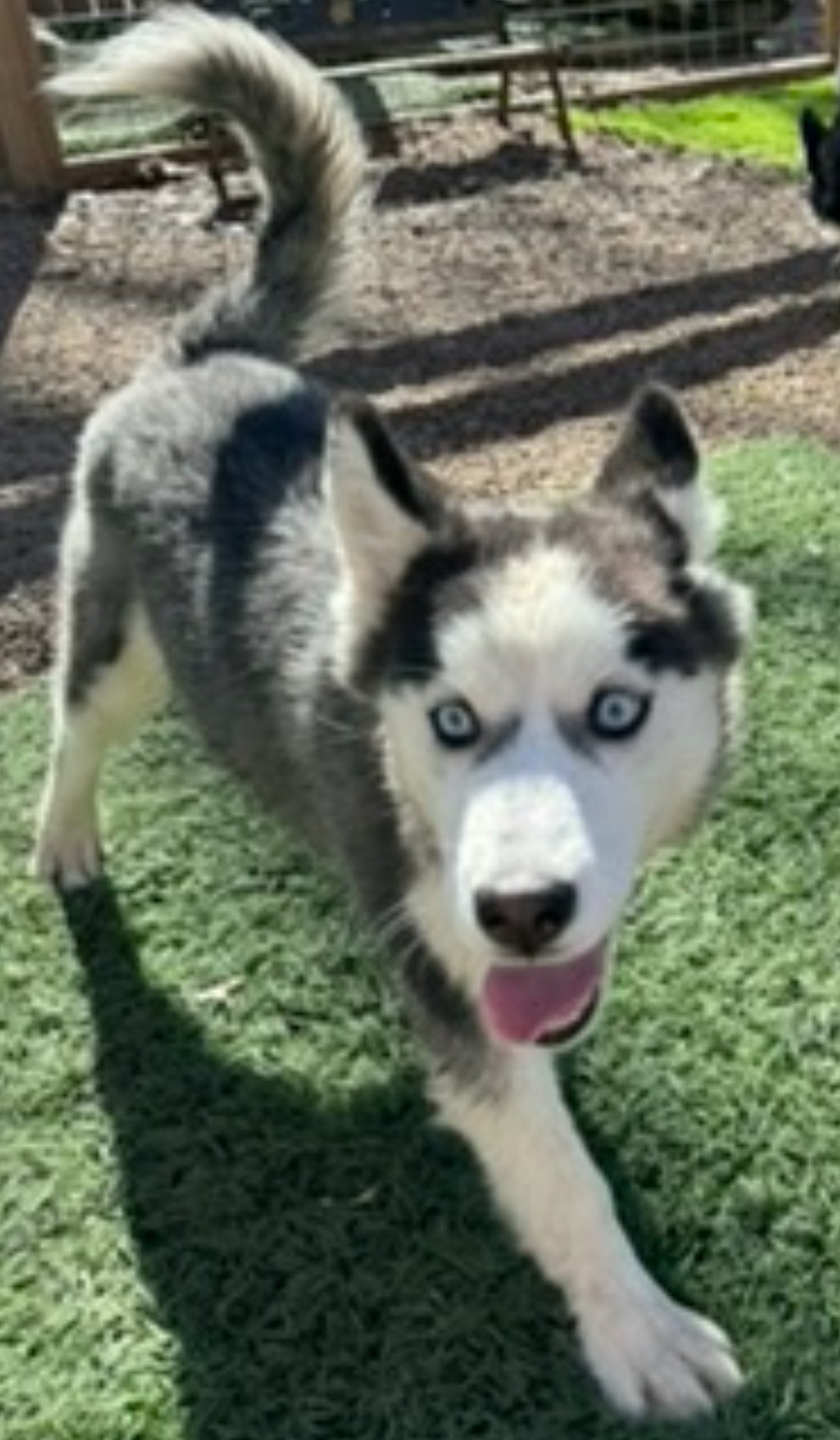 adoptable Dog in Leavenworth, KS named Clover
