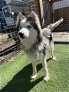 adoptable Dog in leavenworth, KS named Lilly