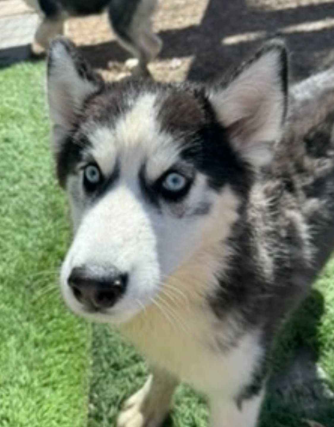 adoptable Dog in Leavenworth, KS named Lavender