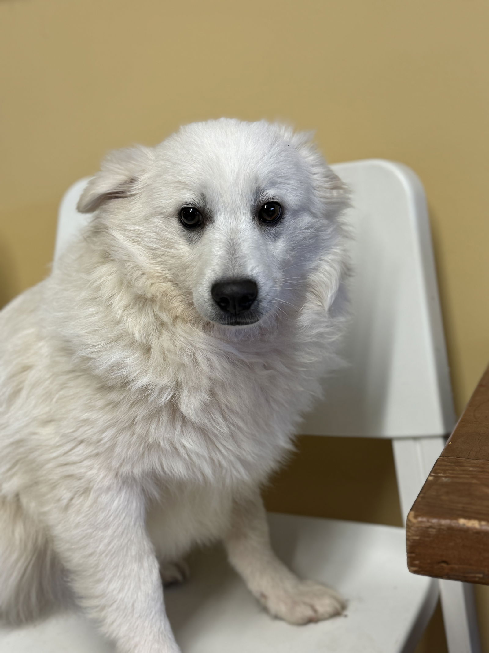 Dog for Adoption - Weston, a American Eskimo Dog in Leavenworth, KS ...