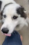 adoptable Dog in , KS named Panda Bear