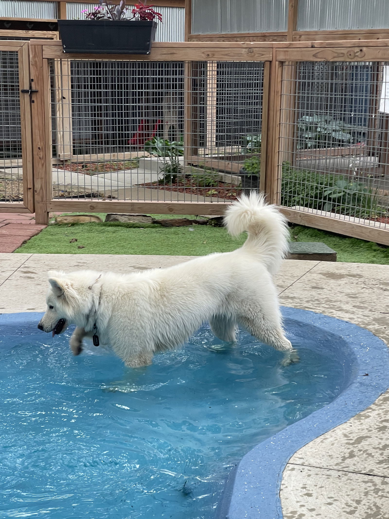 adoptable Dog in Leavenworth, KS named Aries