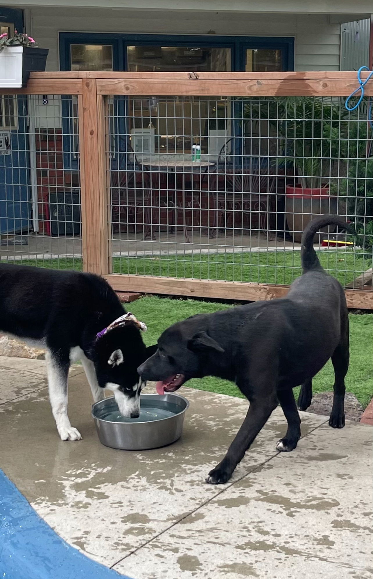 adoptable Dog in Leavenworth, KS named Otis