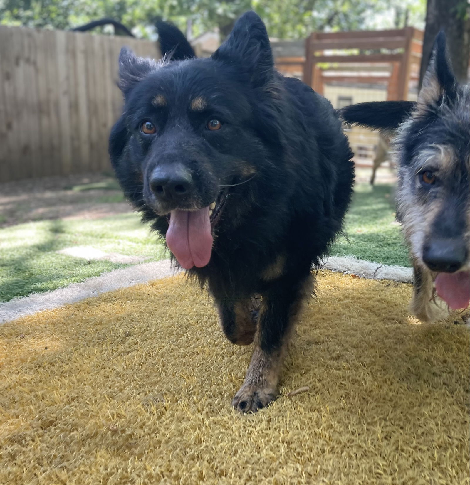 adoptable Dog in Leavenworth, KS named Stormy