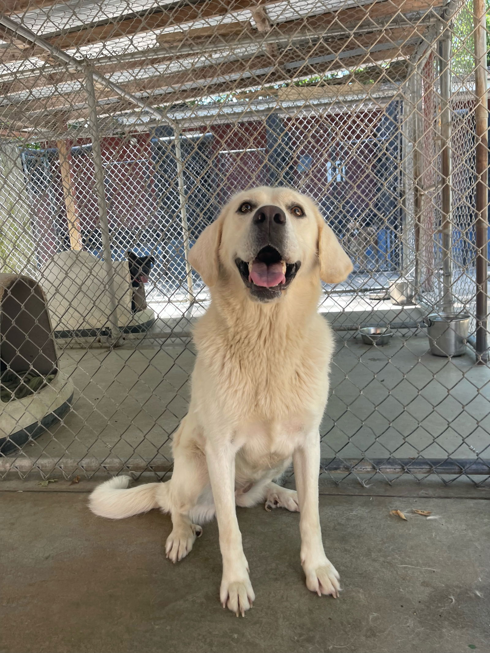 adoptable Dog in Leavenworth, KS named Nova