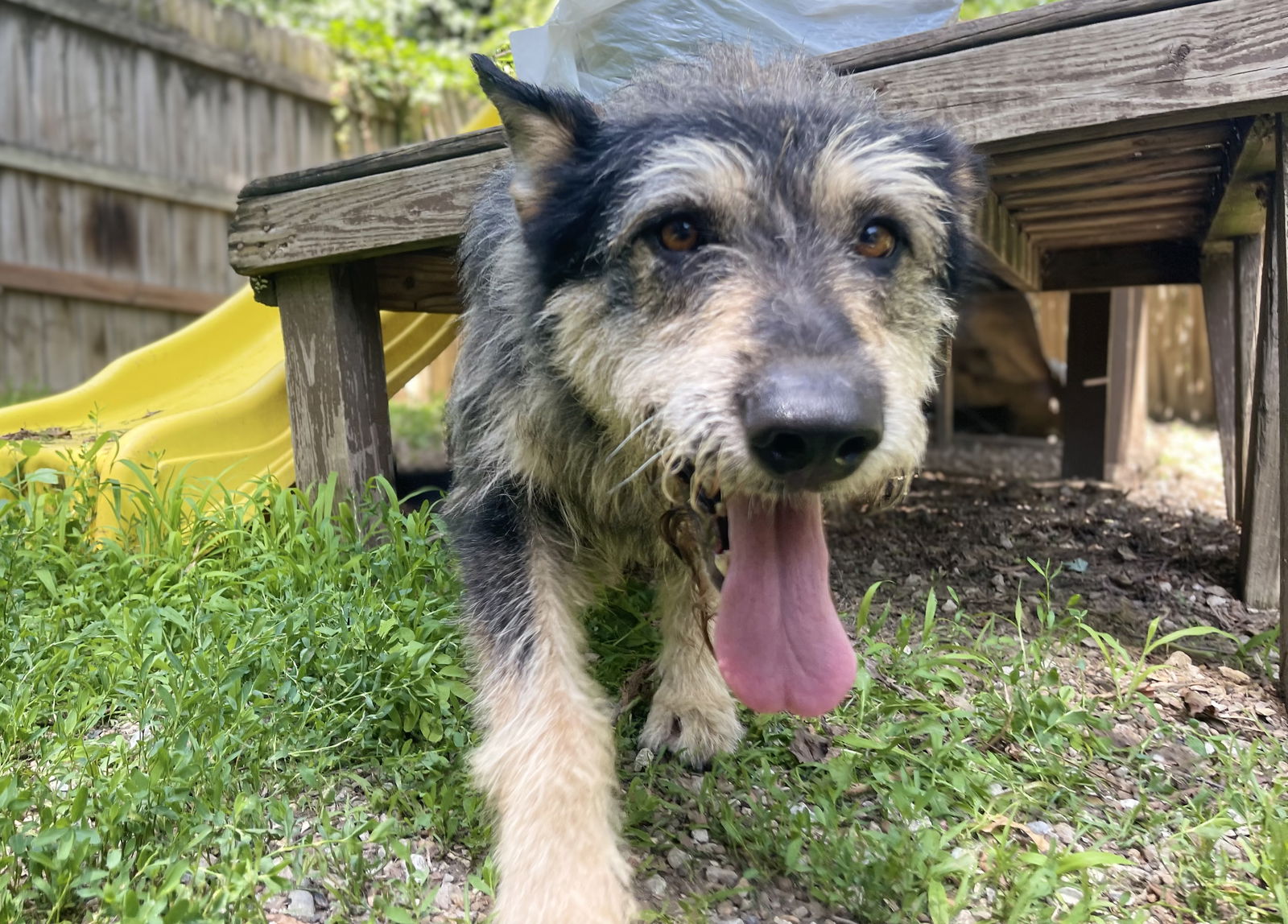 adoptable Dog in Leavenworth, KS named Savage