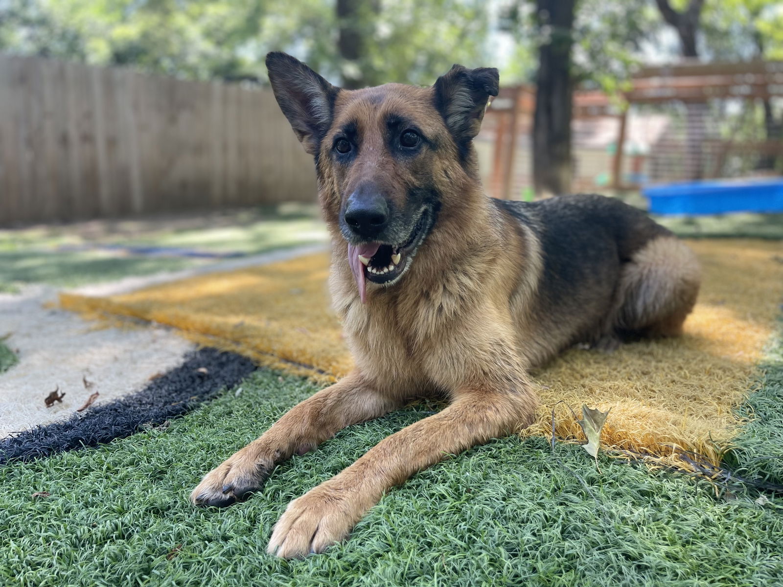 adoptable Dog in Leavenworth, KS named Tiffa