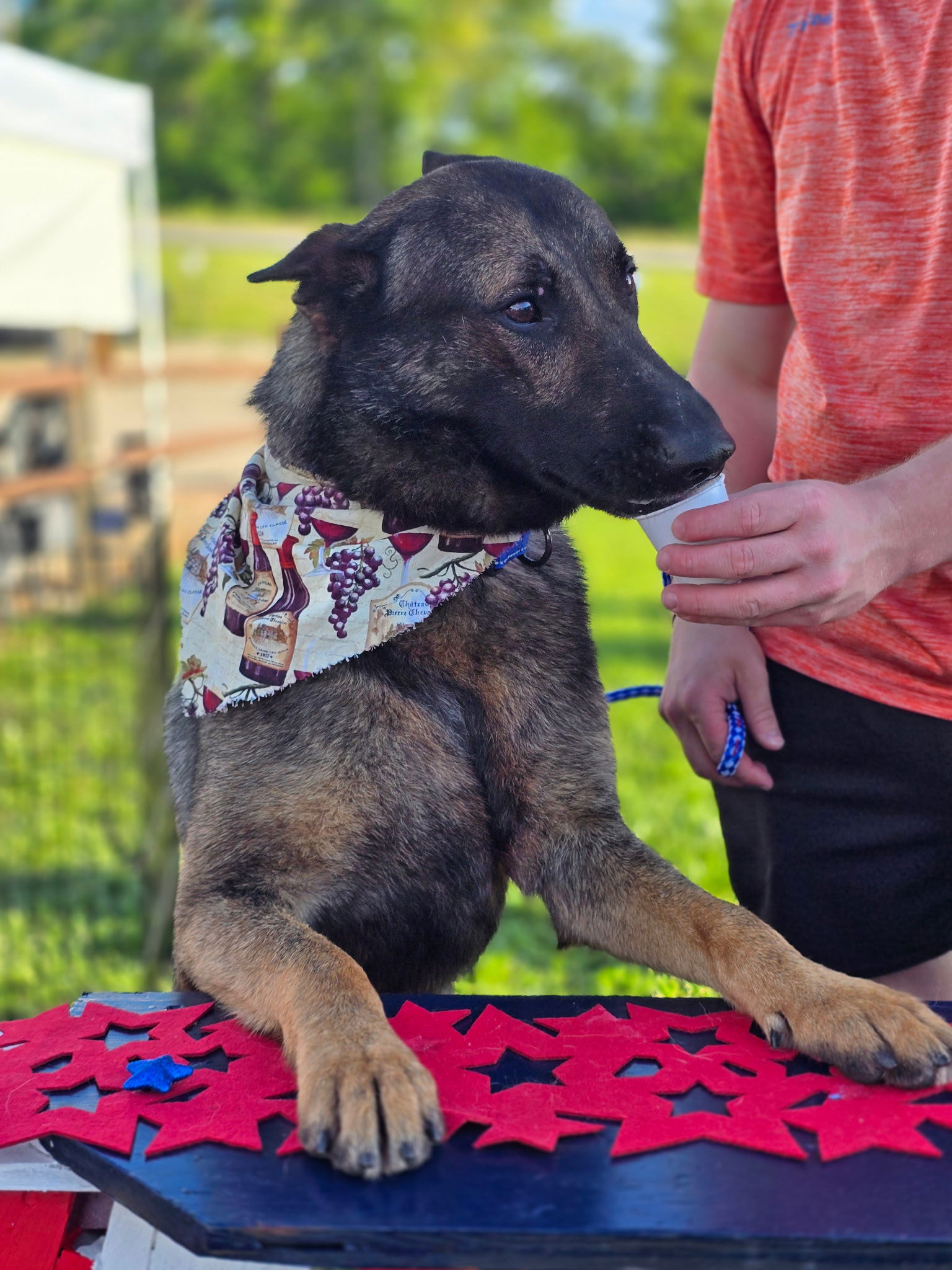 adoptable Dog in Leavenworth, KS named Buddy