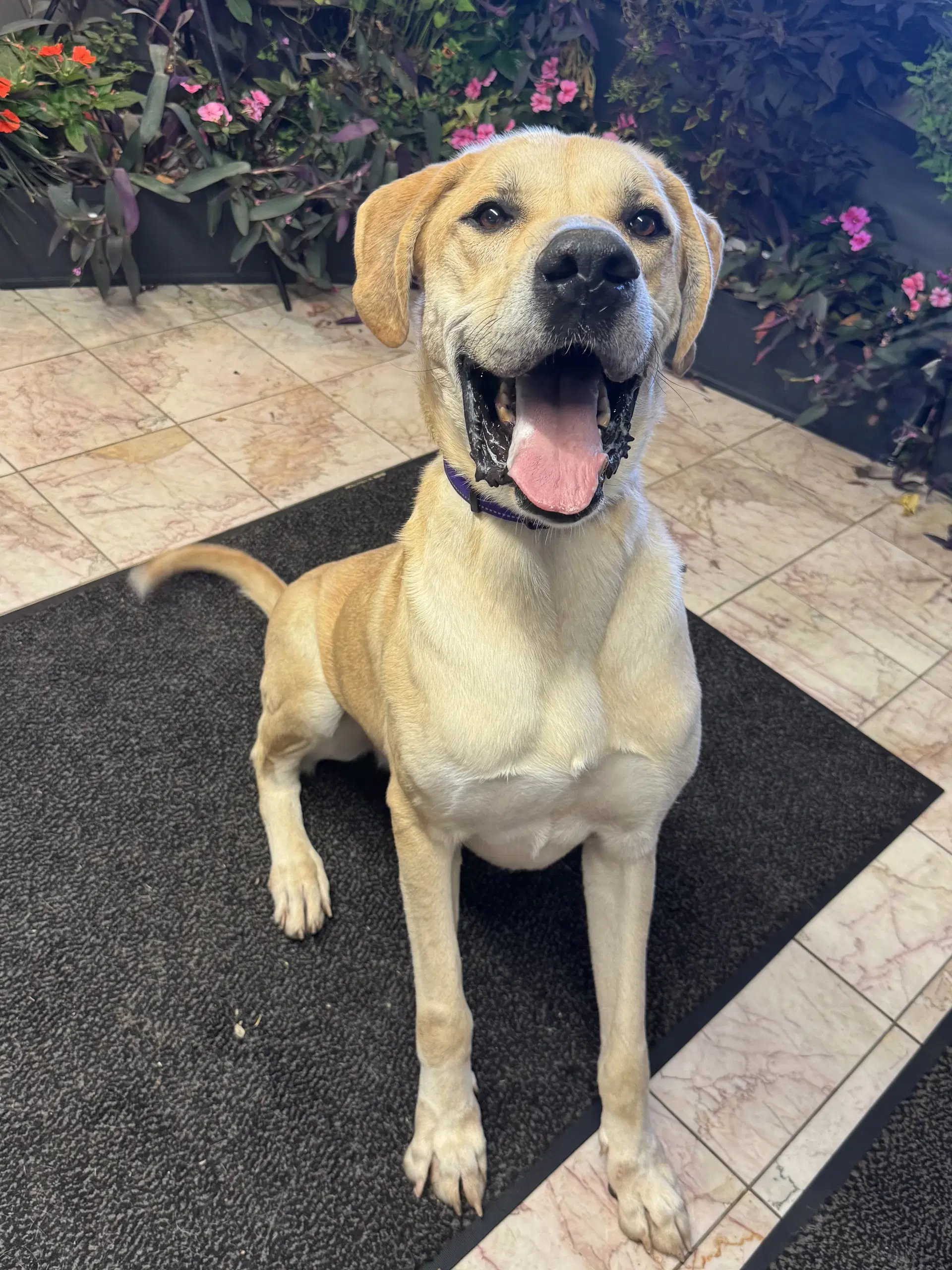 Scooby - Great Dane