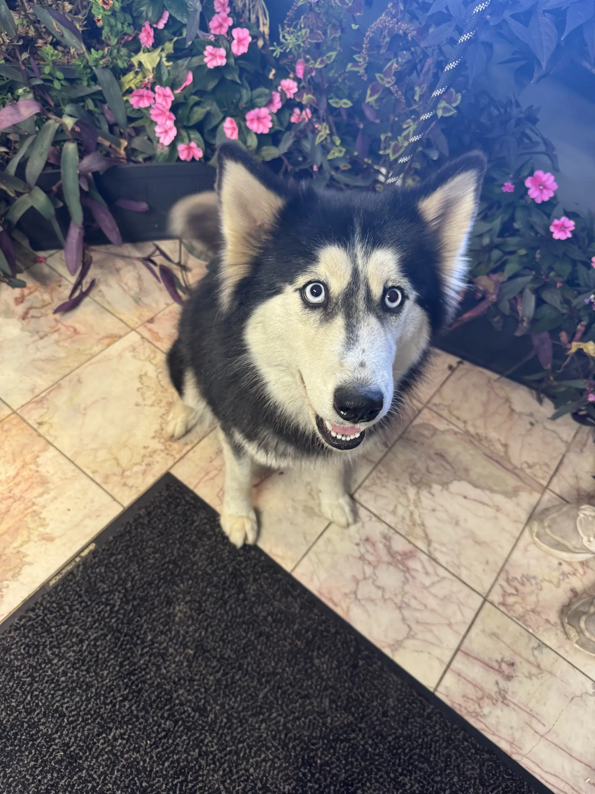 Seyla - Husky