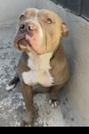 Sylvy