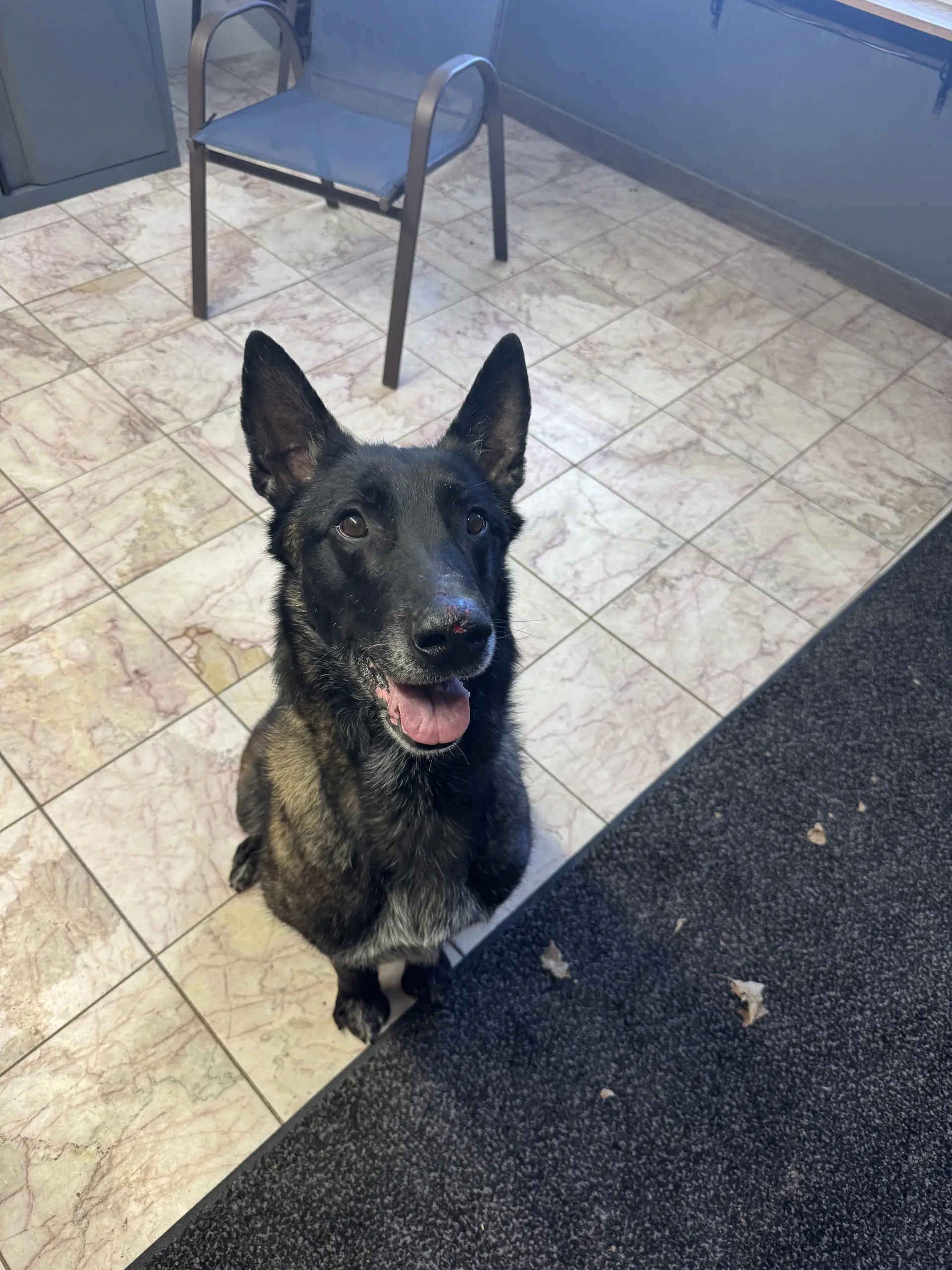 Beasty - Belgian Shepherd Malinois