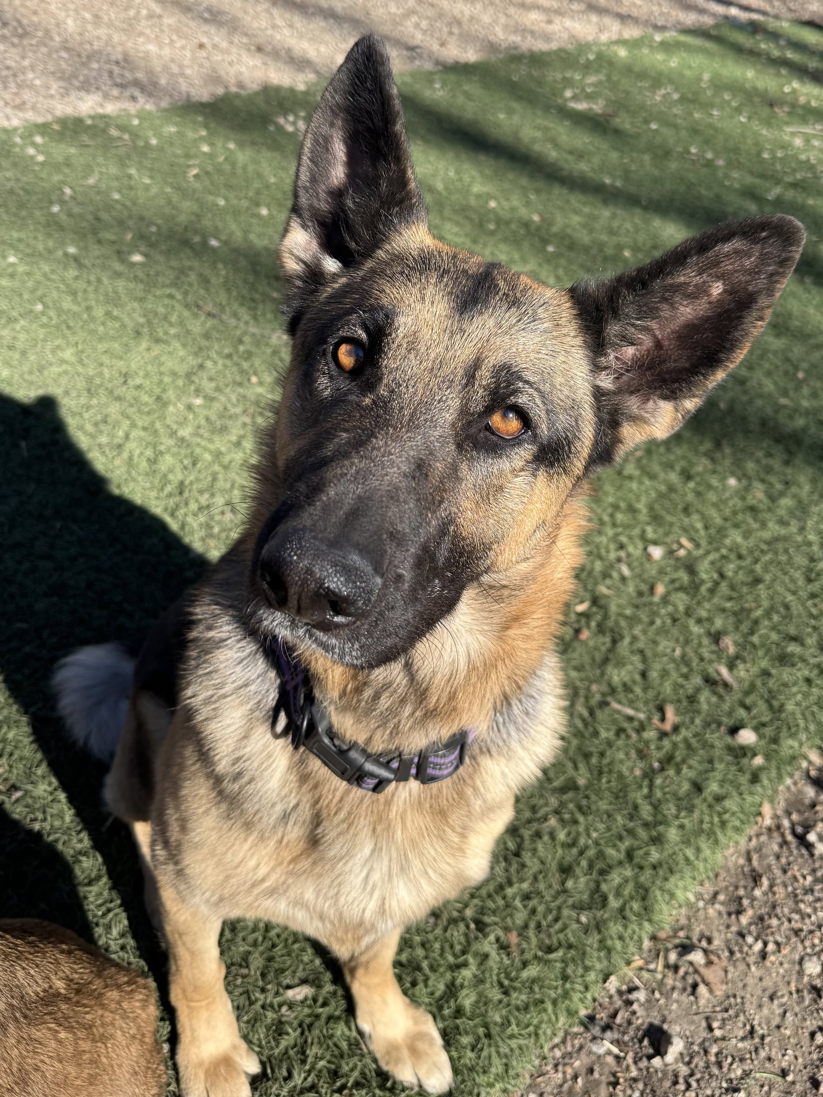 Sadie Image