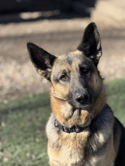 SADIE - Unknown available for adoption
