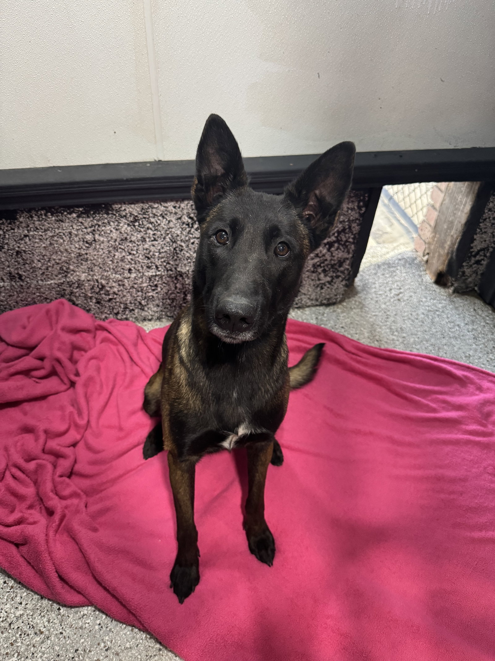 Ziva Image