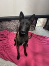 Ziva