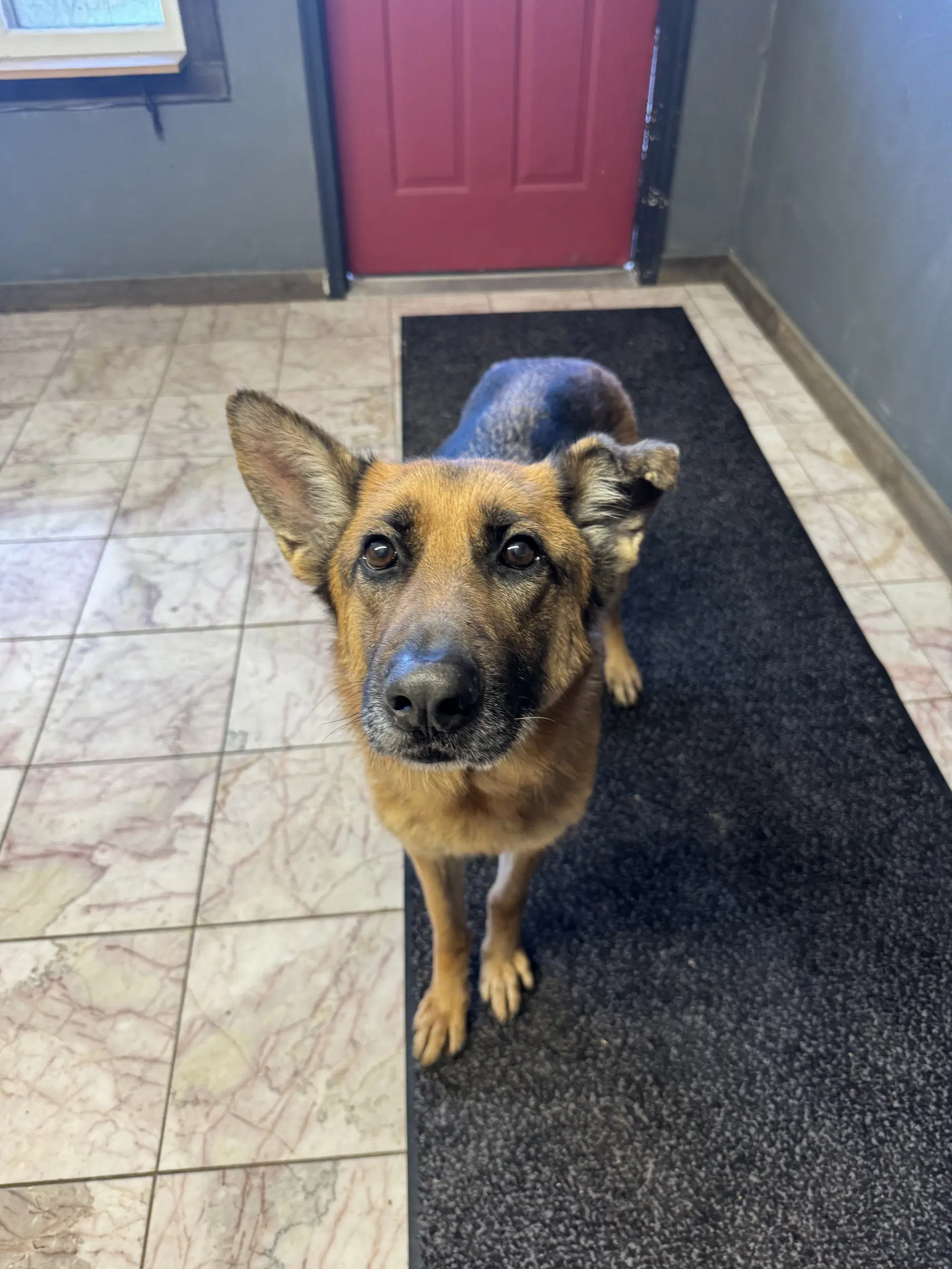 Tifa - German Shepherd Dog