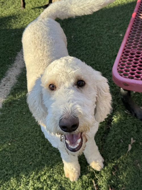 MAC - Poodle (Standard) available for adoption
