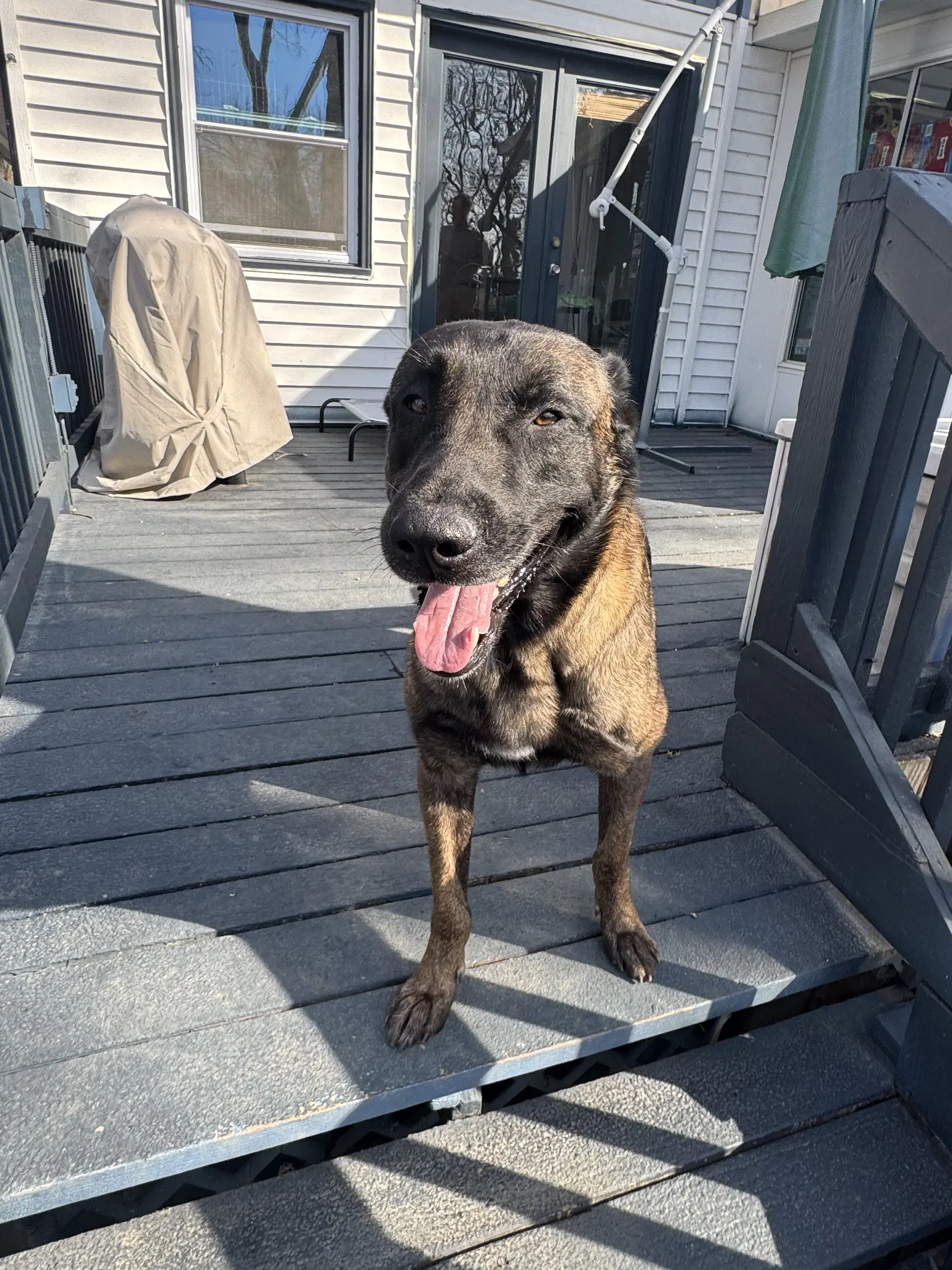 Joe - Belgian Shepherd Malinois