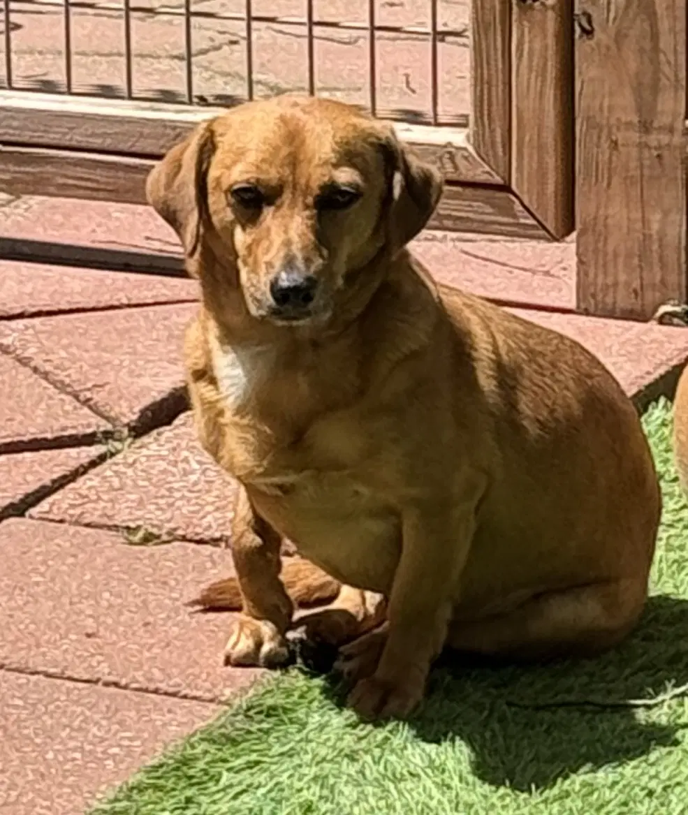 Skippy - Dachshund