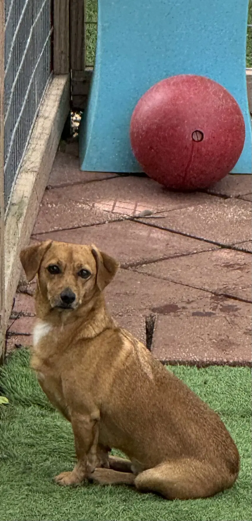 Skippy image 3