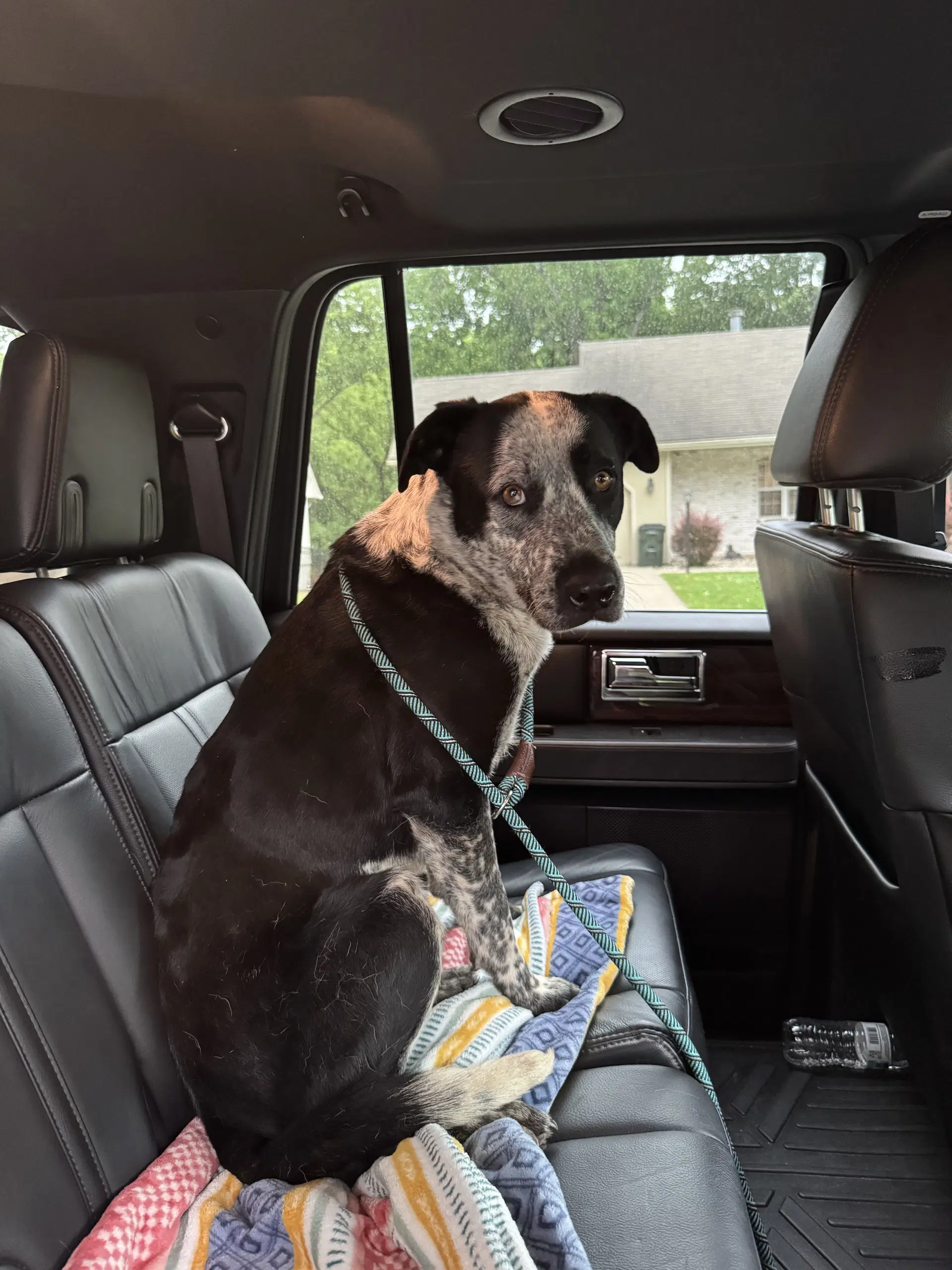 Jasper - Australian Cattle Dog/Blue Heeler