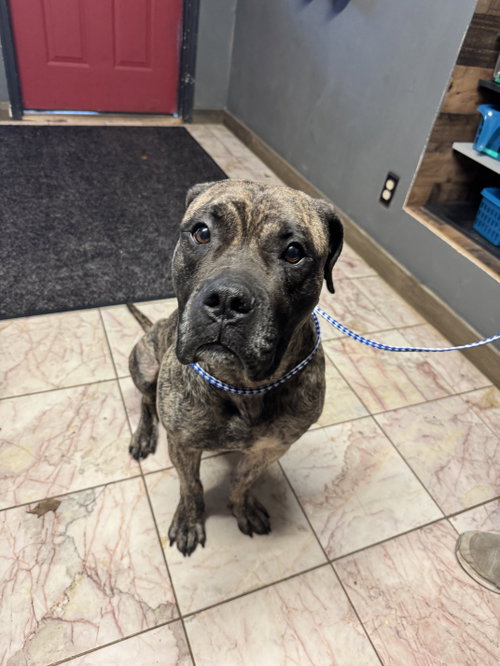 Coal, a dog for adoption from Riverview Rescue