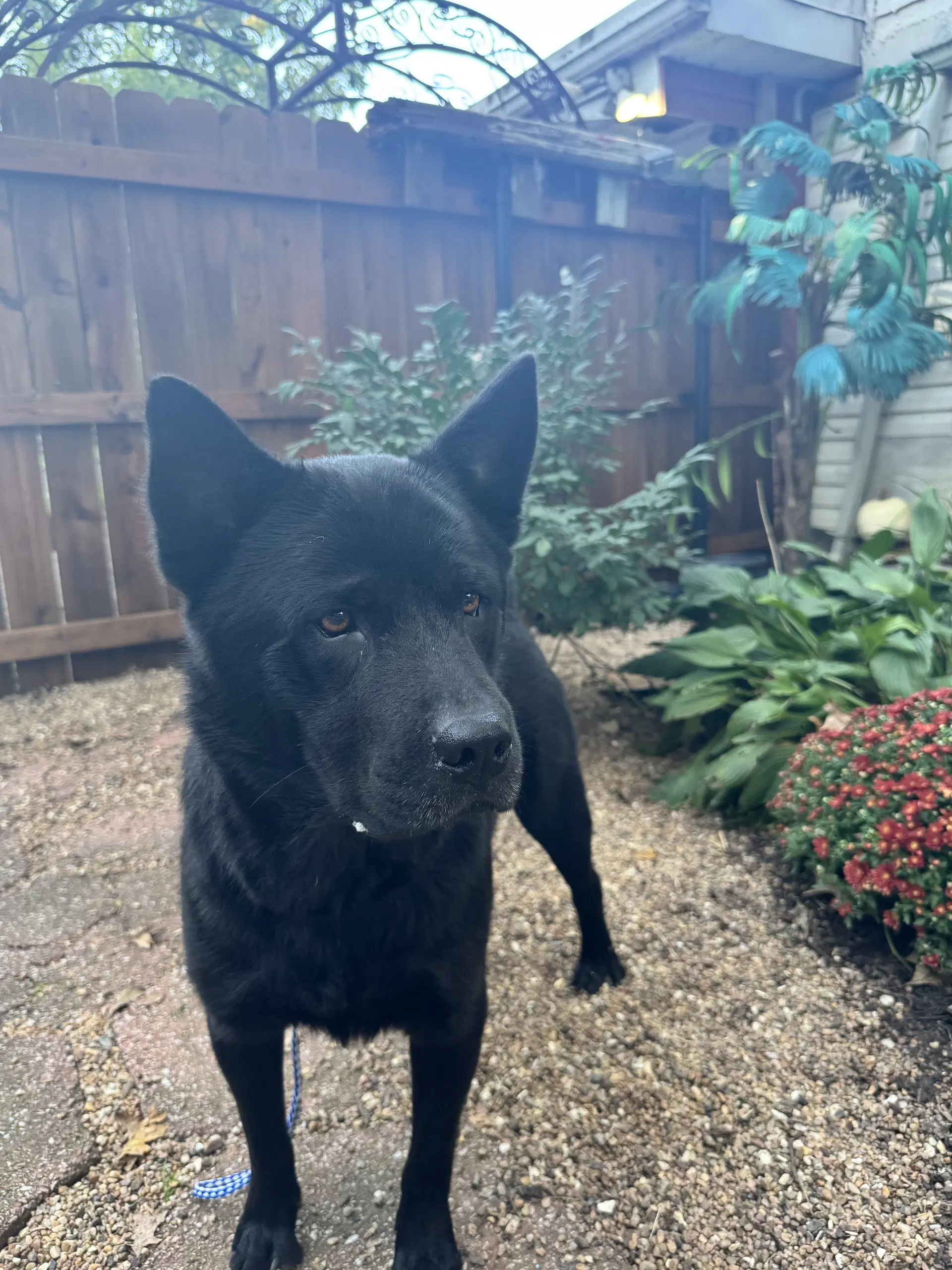 Ranger - Chow Chow