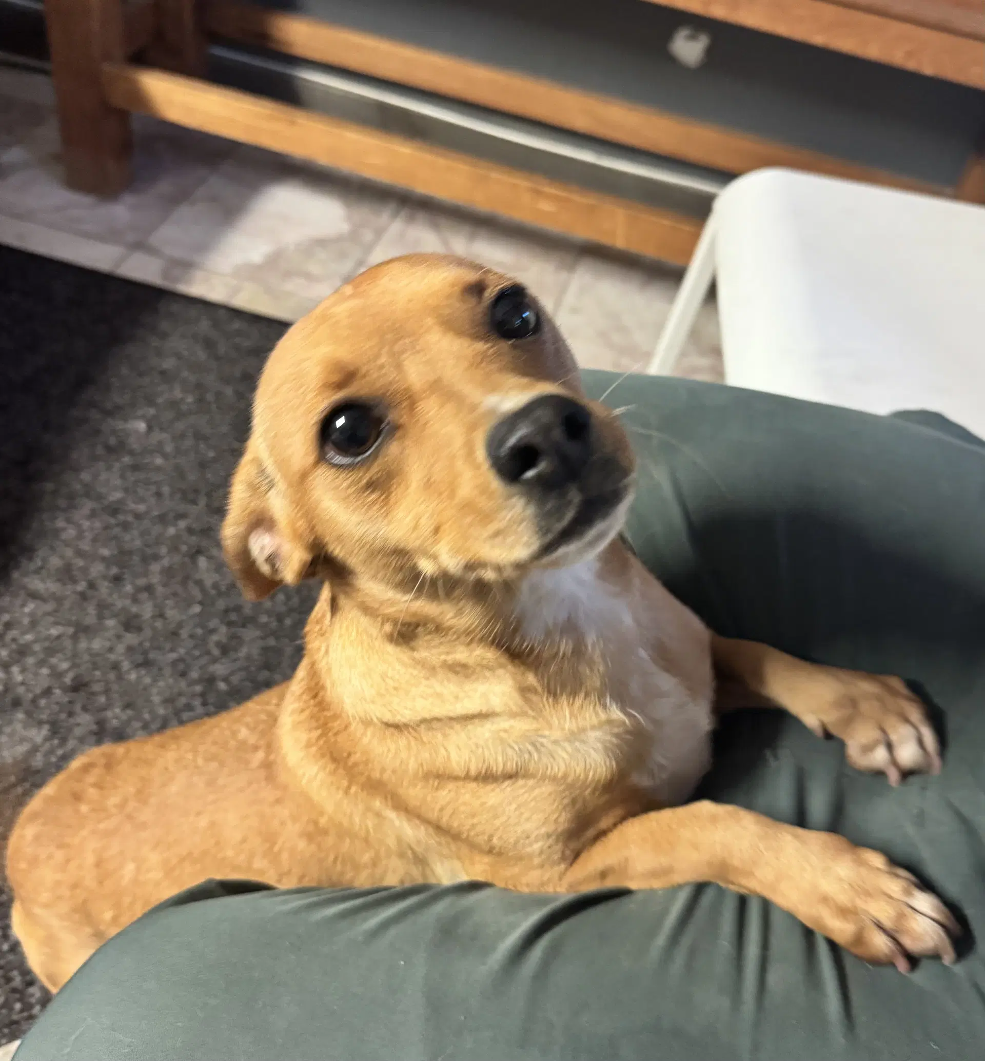 Louise - Chihuahua