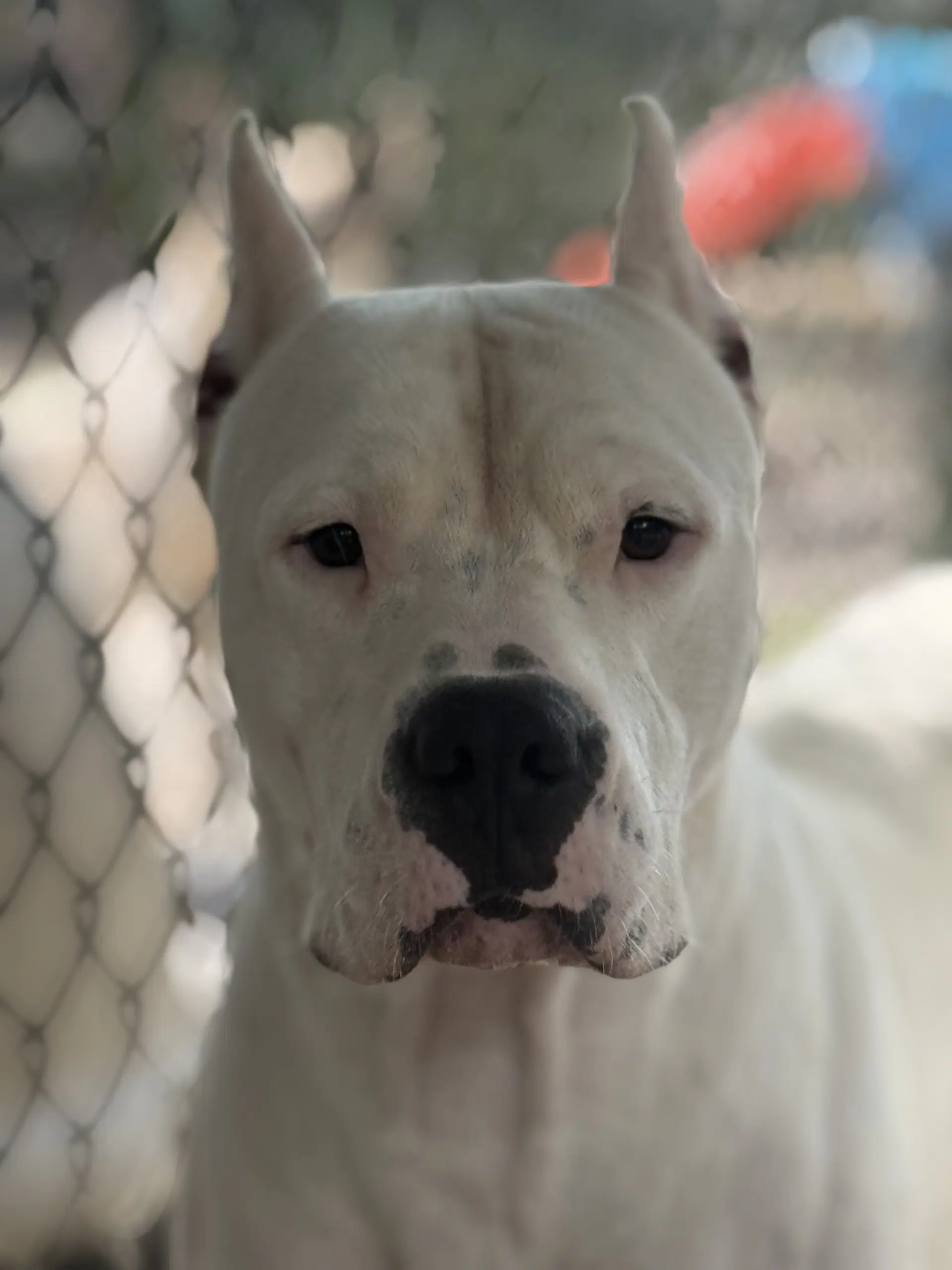 Carsen - Dogo Argentino