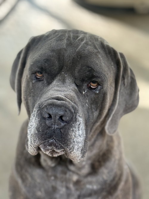 Diesel