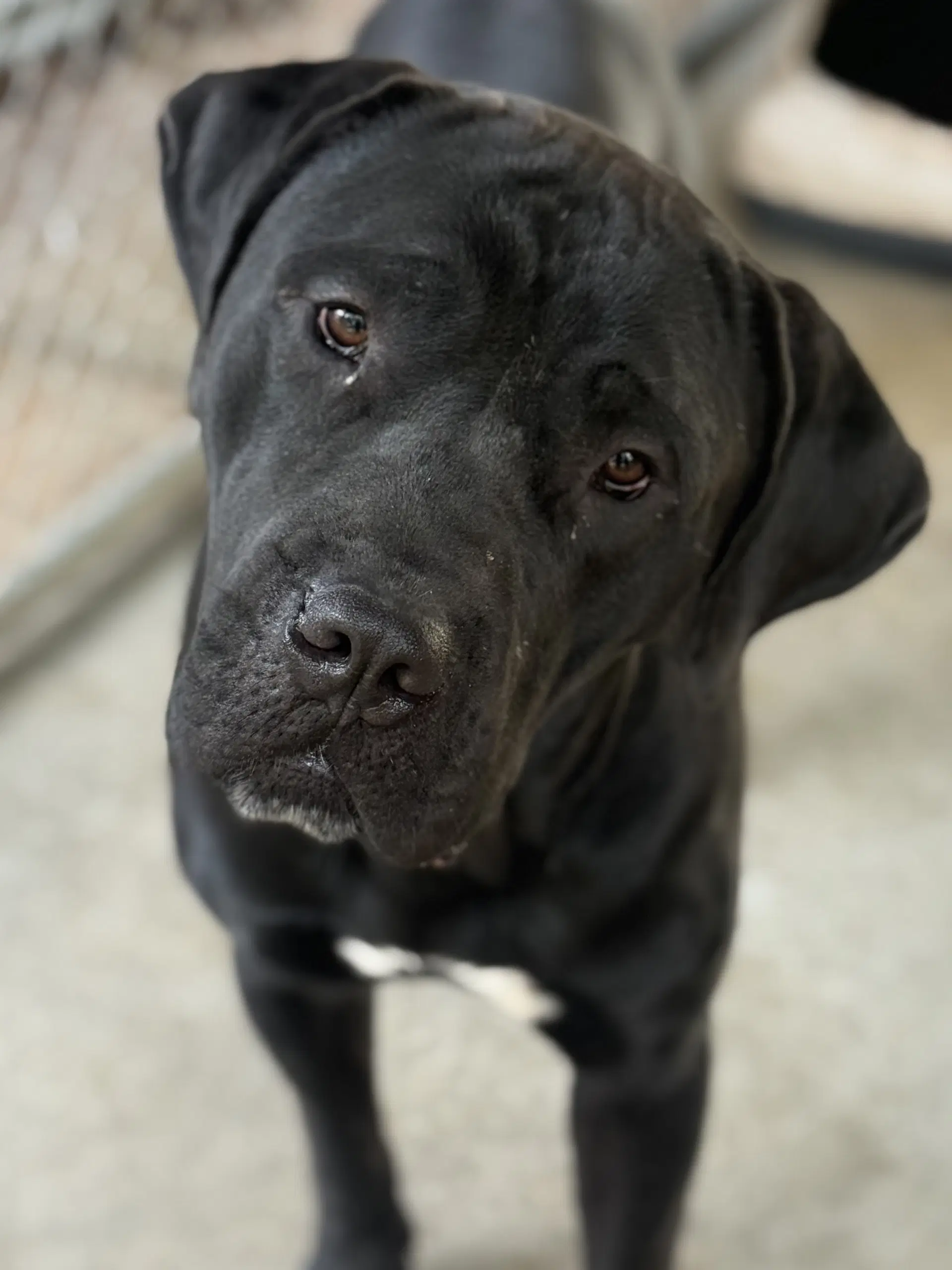 Odin - Cane Corso Mastiff
